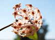 Wachsblume, Porzellanblume, Hoya, im Gegenlicht 