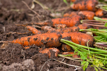 Wall Mural - fresh harvested carrots on the ground