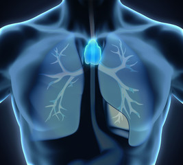 Wall Mural - Human Thymus Anatomy