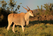 Male Eland Antelope (Tragelaphus Oryx) In Natural Habitat, Mokala National Park, South Africa.