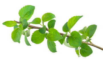 young apple tree branch
