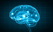 Human Brain Free Stock Photo - Public Domain Pictures