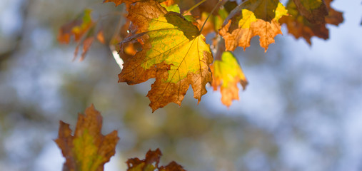 Wall Mural - autumn yellow dry