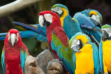 Wall Mural -  parrots