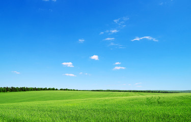 Wall Mural - green field