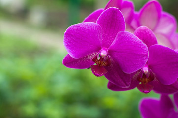 Sticker -  orchid