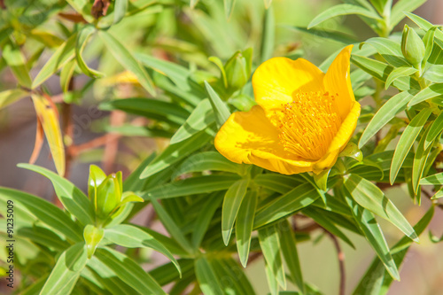 Fleur Jaune Hypericum Lanceolatum Lam Angustifolium Buy