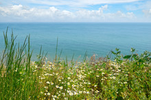 Sea And Beach With Daisies