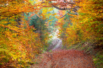 Wall Mural - silent autumn forest - colorful vibrant leaves and trees,