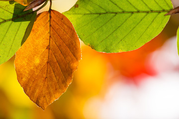 Colorful autumnal background with leaves