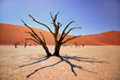 A camel thorn tree in the Deadvlei