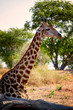 A sitting giraffe in the African savanna