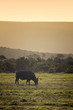Buffalo on sunset, Addo Elephant National Park, South Africa