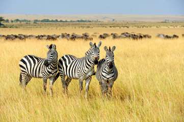 Canvas Print - Zebra