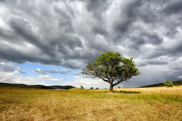 Sticker - Landscape with tree in Africa