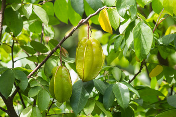 Wall Mural - Star fruit on tree