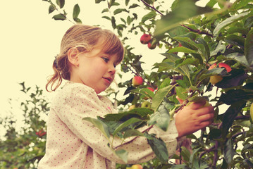 Poster - cueillette des pommes