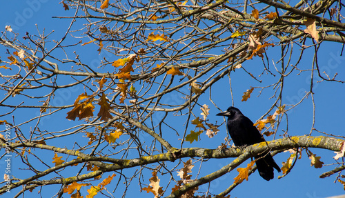 autumn yellow dry oak