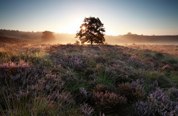 Sticker - sunrise behind oak tree on heather hills