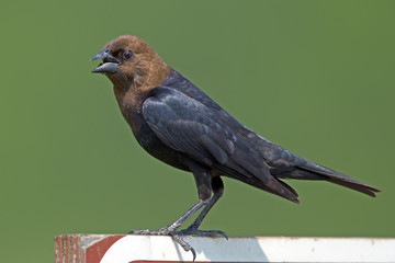 Wall Mural - Brown-headed Cowbird on Sign