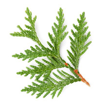 Closeup Of Green Twig Of Thuja The Cypress Family On White Background