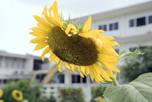 Sunflowers Blossom Wither By Sunlight   
