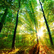 Wald mit Sonnenstrahlen