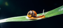 Snail On The Leaf Against Black Background