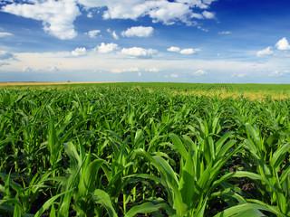 Canvas Print - corn field