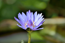 Lotus Flower (Nymphaea Caerulea) - Selective Focus To Blue (Purple) Lotus Flower Or Blue Egyptian Lotus (blue Water Lily, Blue Egyptian Water Lily, Sacred Blue Lily, Sacred Narcotic Lily Of The Nile)