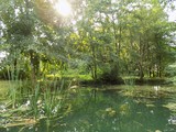 Fototapeta Krajobraz - Pond in forest park