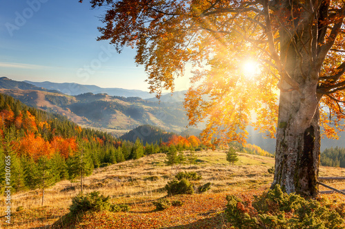 Fototapeta na wymiar Early Morning Autumnal Landscape - yellow old tree against the