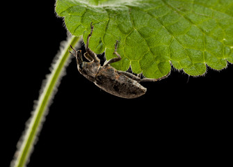 Sticker - Beetle on leaf