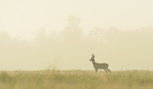 Roe Buck In The Mist At Sunrise