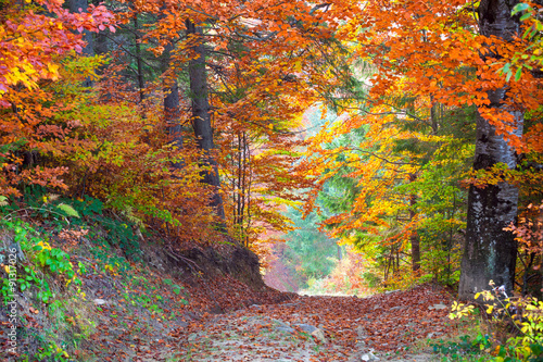 piekna-zywa-jesien-jesien-opuszcza-kolory-w-lesie