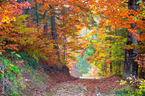 Nowoczesny obraz na płótnie Beautiful vibrant Autumn Fall Leaves colors in forest