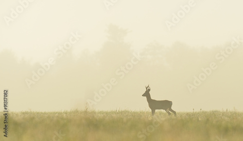 Fotografía roe buck in the mist at sunrise