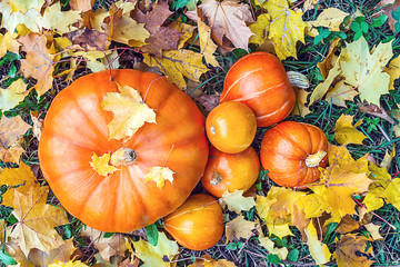 pumpkin in fallen leaves top view