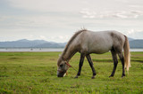 Fototapeta Konie - Horse on the field grass with sunlight and mountain background