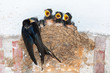 Barn swallow feeding chicks in nest on a monastery wall