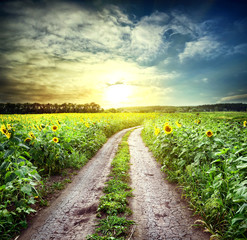 Wall Mural - country road among sunflowers
