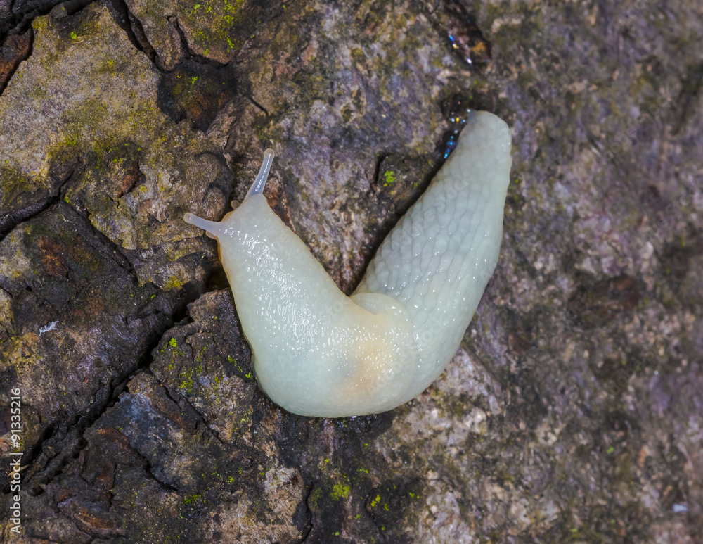 Albino slug Stock Photo | Adobe Stock