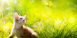 © Konstiantyn - Art  little kitten  hunting a butterfly