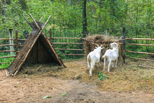 Goat House. Goats Eating Hay On A Farm Near Their House