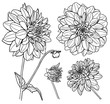 Vector Dahlia flower set. Line art.
