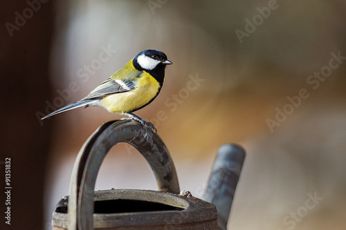 Obraz w ramie Great Tit (Parus major) sitting on a water can in winter