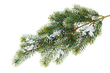 Fir Tree Branch Covered With Snow