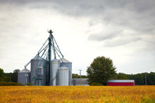 Farm Silos Storage Towers In Yellow Crops