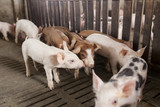 Fototapeta Tęcza - pigs in the farm