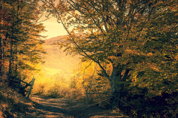 Wall Mural - magic way in autumn forest, yellow trees, fall season